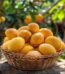 basket mango