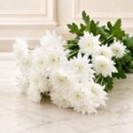 White Imported Daisies - FLOWERS | Lahore Gifts Online